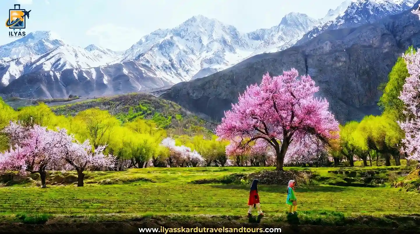 Cherry and apricot blossoms in full bloom across Gilgit-Baltistan valleys.