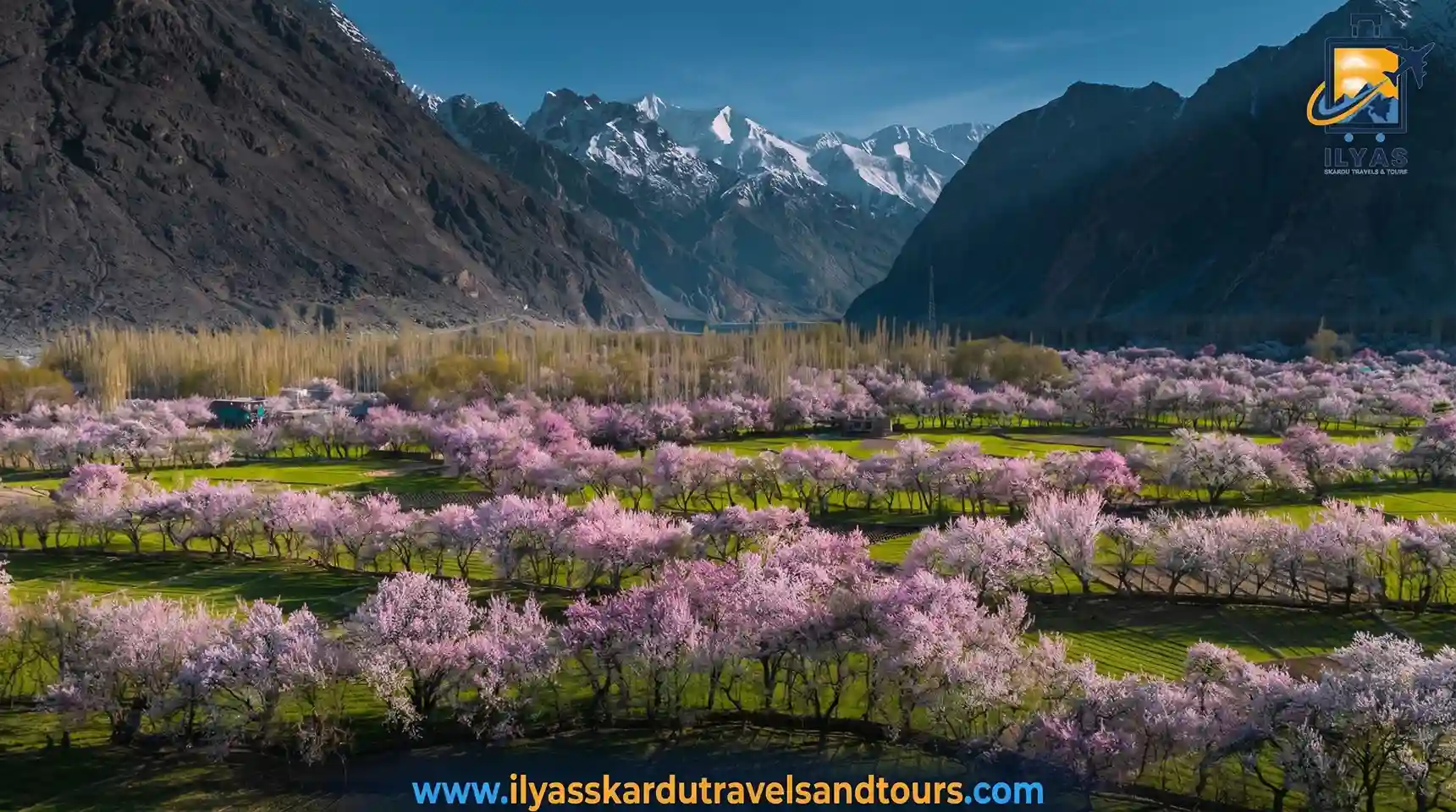 Spring adventure in Skardu with blooming apricot trees and snow-capped mountains in the background